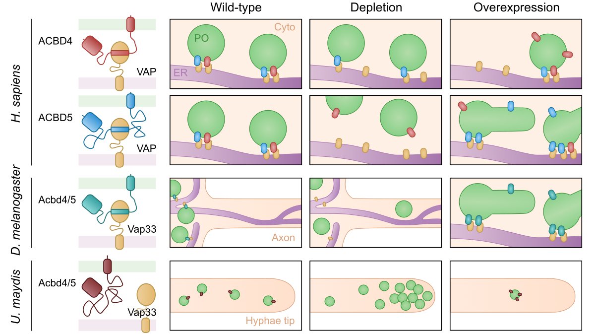 Preprint from my PhD work: For this I went out of my 'mammalian cell culture zone', we explored the peroxisome🟢-ER contact site proteins ACBD4/5 and VAP in fruit fly and a filamentous fungus.
doi.org/10.1101/2024.0…