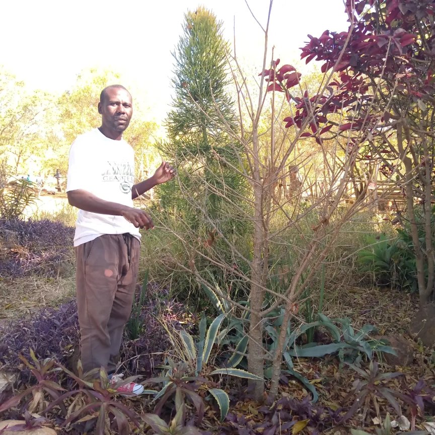 TreeKnowers's tweet image. This baobabtree was just but a small seedling when we planted it at Ballantyne Park, Borrowdale in 2019. During our recent visit 5yrs later, we were happy to see it growing and thriving and it won't be long before it becomes a majestic landmark in the park.