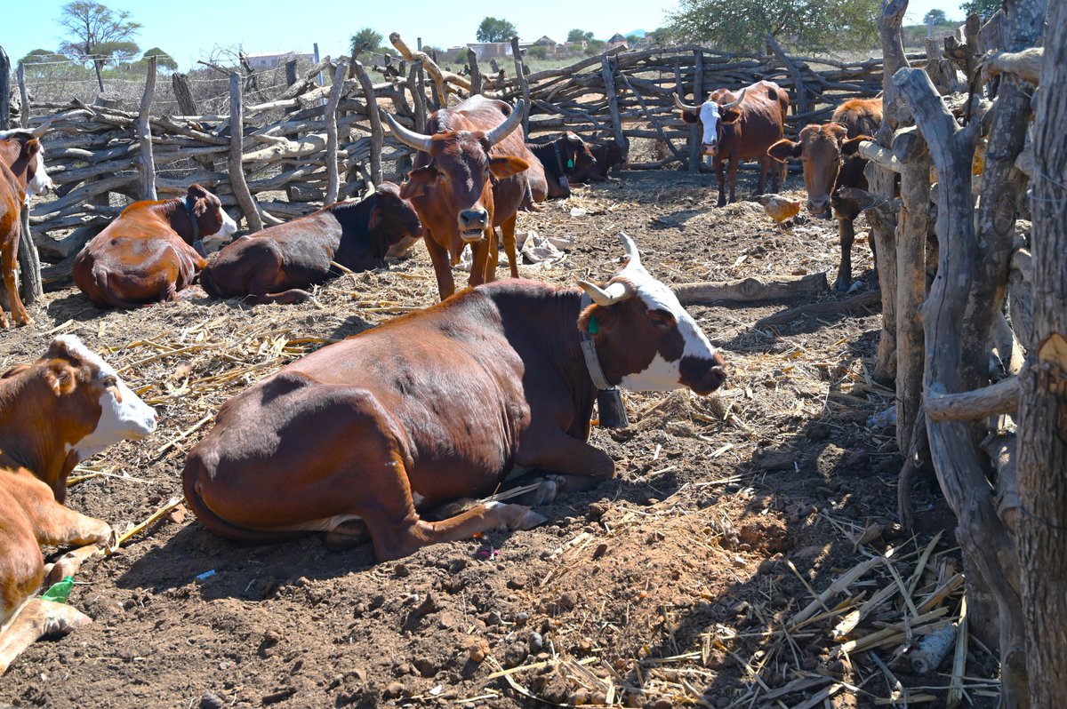 ACIARAfrica's tweet photo. The power of a #circularfoodsystem approach is unmatched. An #ACIAR-funded initiative in Mozambique🇲🇿, Tanzania🇹🇿, and Zimbabwe🇿🇼 integrates improved irrigation, livestock management, and dryland farming to ⬆️ #FoodSecurity and ⬇️ water inefficiency

More: https://t.co/ddZUbyi8bv https://t.co/9rXwXmOyyX