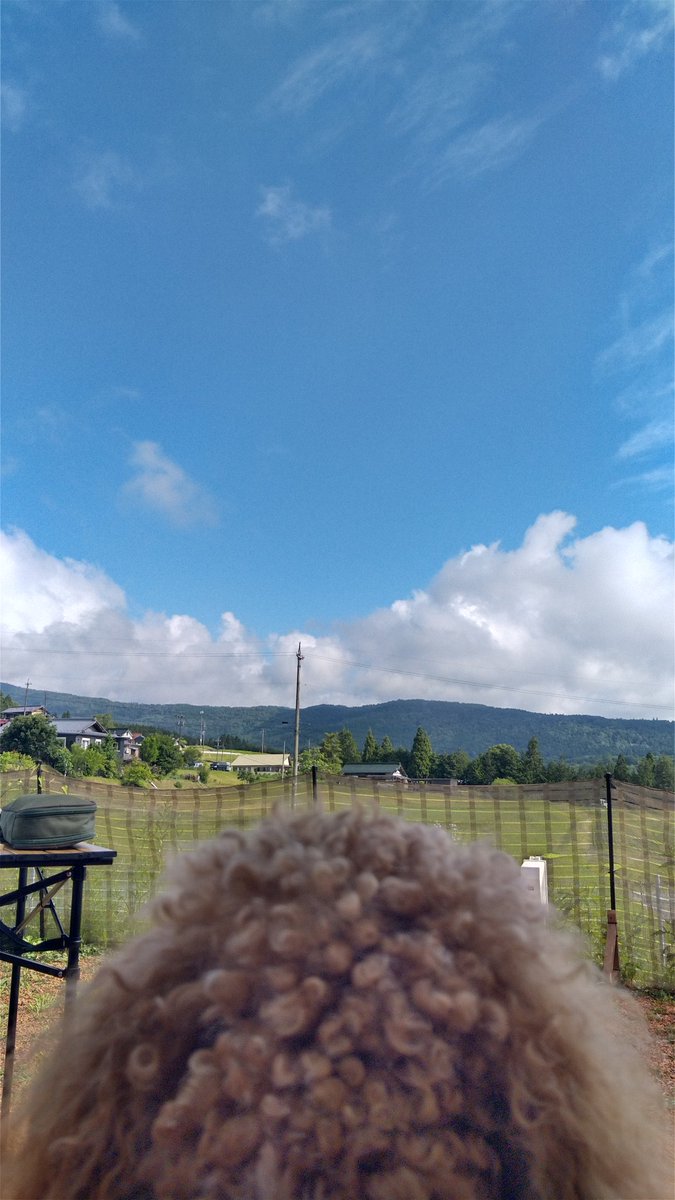 kokocamp39's tweet photo. ワンコ目線のキャンプ風景 https://t.co/O6UAmYvA6E