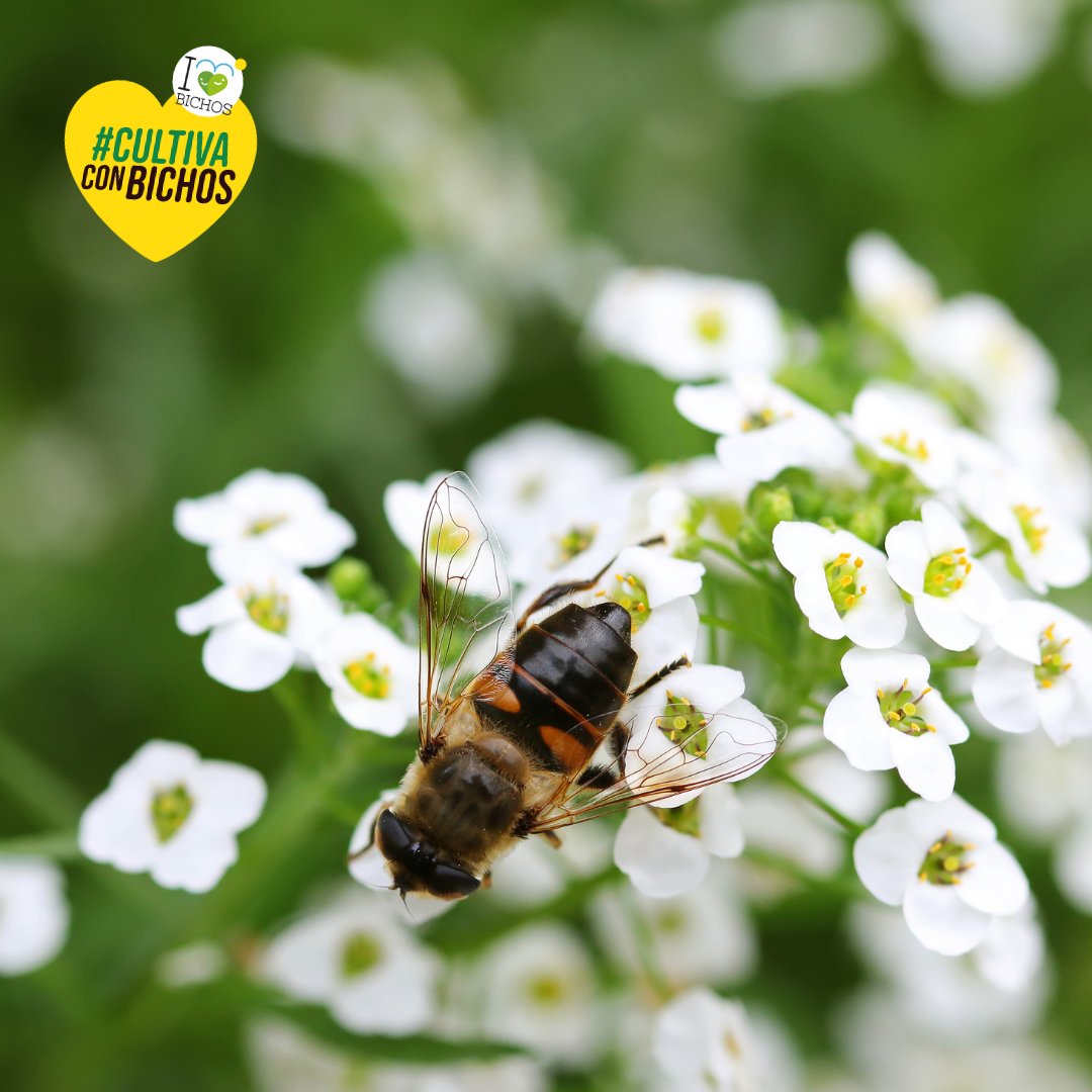 👉 La lobularia atrae insectos como Necremnus tutae, esta avispilla parasitoide tan eficaz contra plagas como Tuta absoluta, y que no está disponible comercialmente. Por eso, es importante mantener el entorno de los invernaderos rico en biodiversidad. 🌺🌻🌹🌼🌸💐