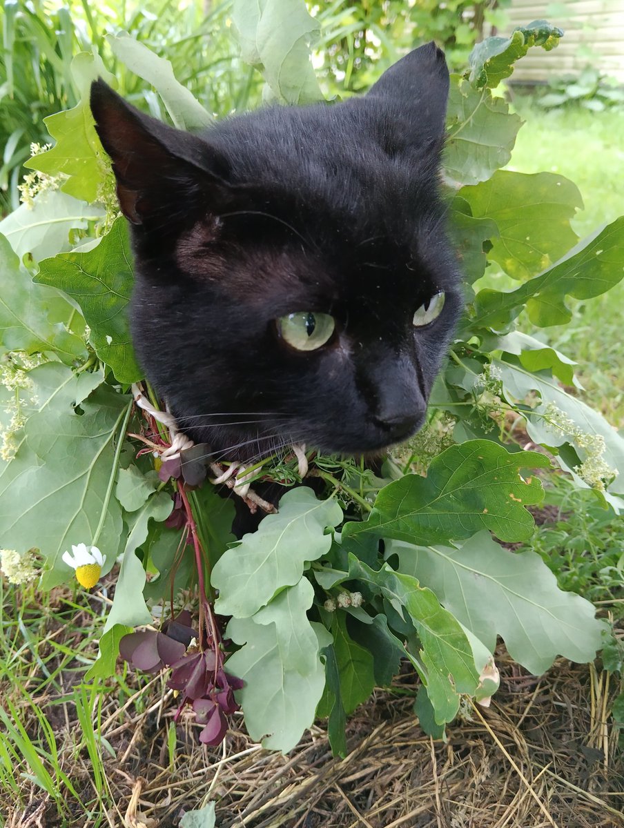 Acīs spīd Jāņu dienas nedarbu gars! Ņau