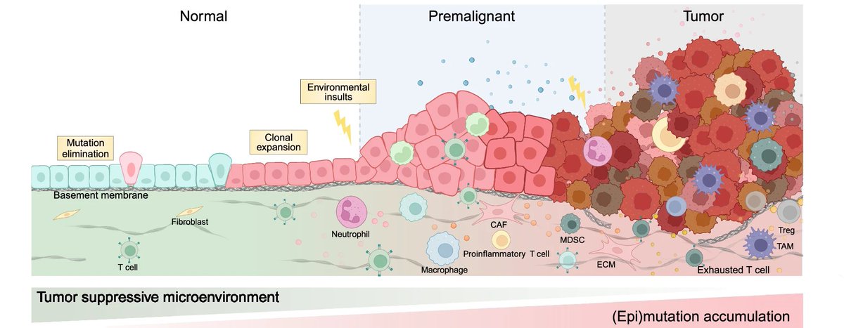 "Tumor initiation and early tumorigenesis: molecular mechanisms and interventional targets"
nature.com/articles/s4139…