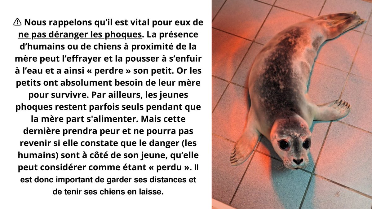 2/3 ⤵️ Ce #phoque a été victime de dérangement humain. La mère à été effrayée par plusieurs chiens et à pris la fuite. L’association <a href="/PicardieNature/">Picardie Nature</a> a effectué une surveillance dans l’attente du retour de la mère. Mais elle n’est pas revenue et le phoque a dû être pris en charge.