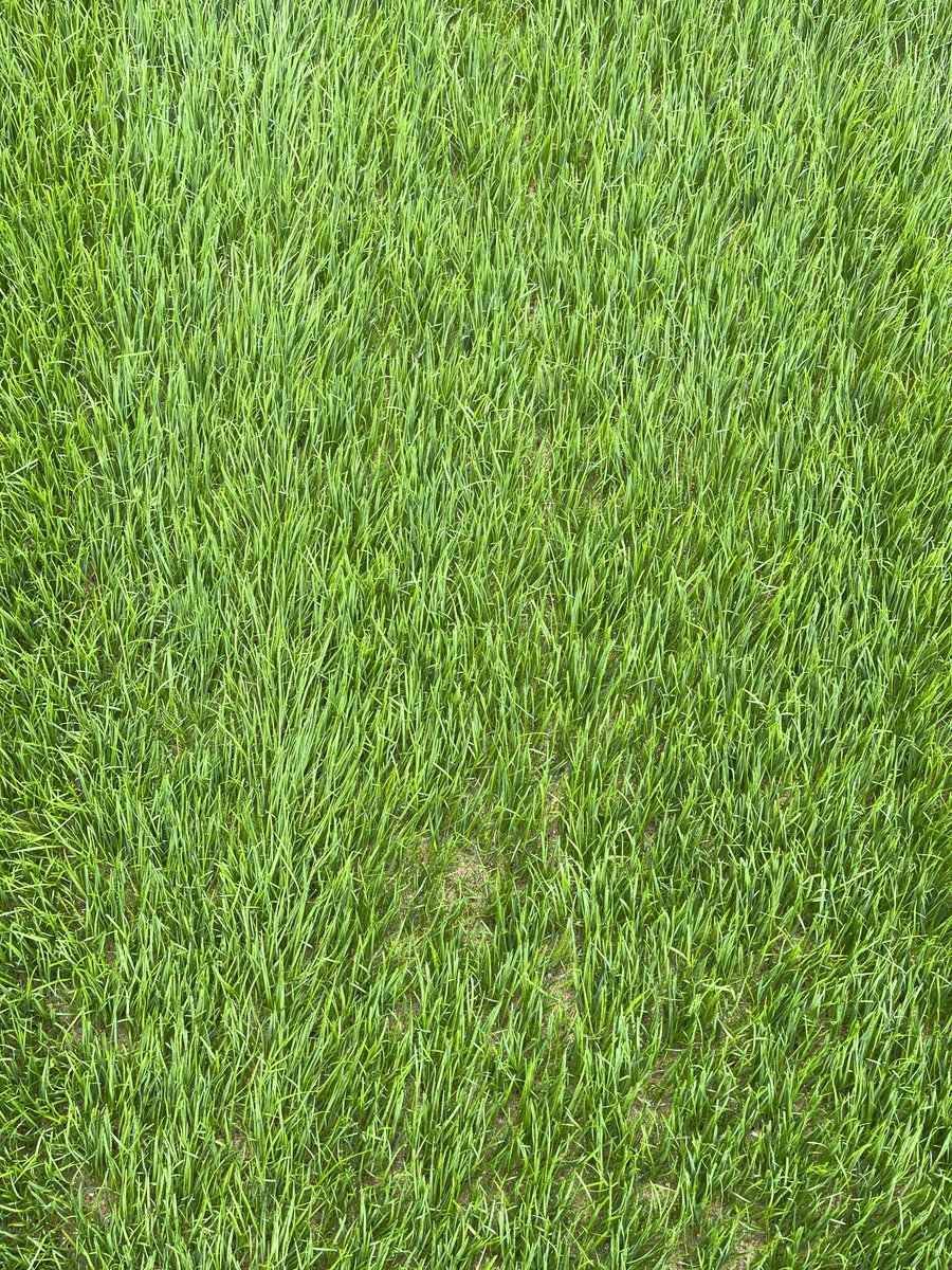 First cut on Meadow Lane this morning, still thin in places but it’s coming along! ☀️🌱⚽️⚫️⚪️ #notts <a href="/Hallam_88/">Matthew Hallam</a> <a href="/SeanRodulson/">Sean</a>