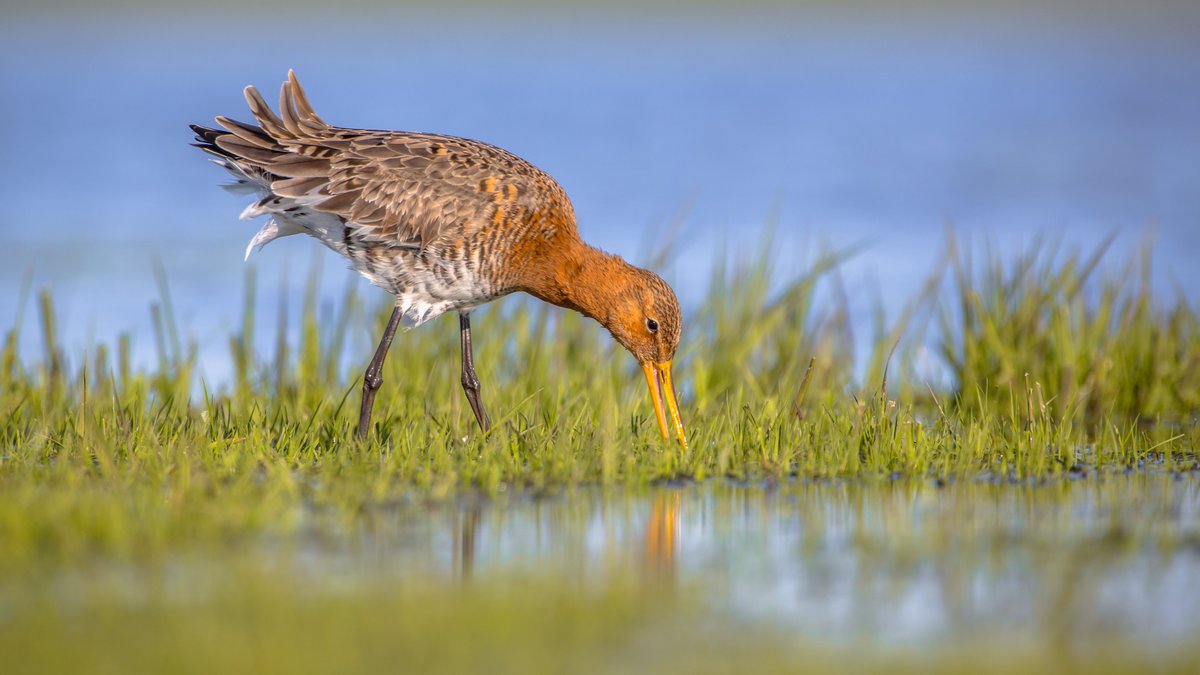 BoerenNatuur Veluwe zoekt ook een veldcoördinator Agrarisch Natuurbeheer. Je adviseert boeren en particuliere eigenaren over de mogelijkheden voor agrarisch natuurbeheer in de polder Oosterwolde en omgeving Doornspijk en op de flanken van de Veluwe. boerennatuurveluwe.nl/nieuws