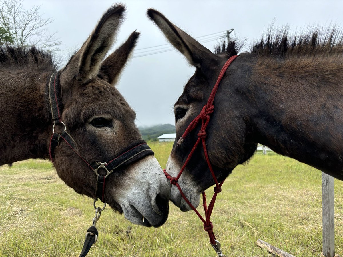 taromar_u's tweet image. 宮古市でヤギミルクを使った洋菓子店などを展開する「しあわせ牧場」。創業者の前田さんは大のロバ好きで、牧場にはヤギに混じってロバが3頭もいる。唯一のオスであるポッキー君は惚れ惚れするような立派な体躯。クサツネと２日間過ごし、別れる際には名残惜しそうに鳴き叫んでいた。