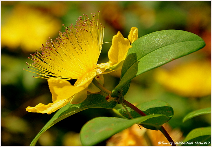 Cliches49's tweet image. Le #Milleperthuis Vivace!
Millepertuis signifie «mille trous», provenant de l'ancien français pertuis « trou », en référence à la feuille de certaines espèces  qui semble percée de trous quand on observe les feuilles par transparence.
 #fleurs #Pistil #fleurvivace #photographies