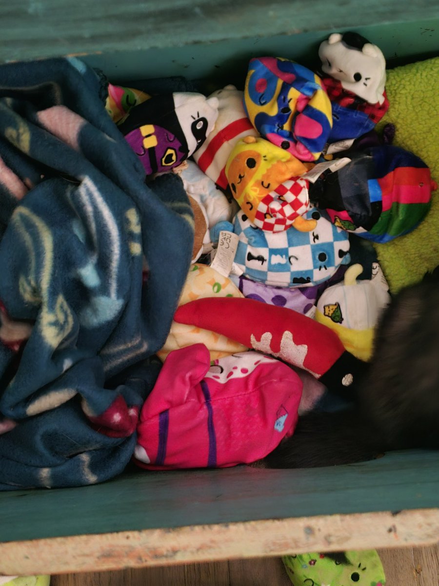 FykiFlokelp's tweet image. Theo was really upset I took his cats vs pickles to wash them. I laughed a little too hard when I saw this. #ferrets #streamerpets