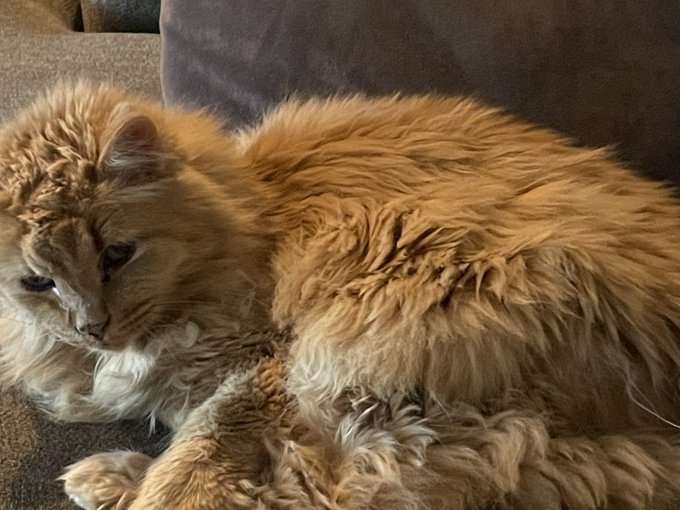 Roxie is trying a new groomer today. Please keep your fingers crossed they do not quit on her before<a href="/tag/mvsales"class="tags"><span>#mvsales</span></a>