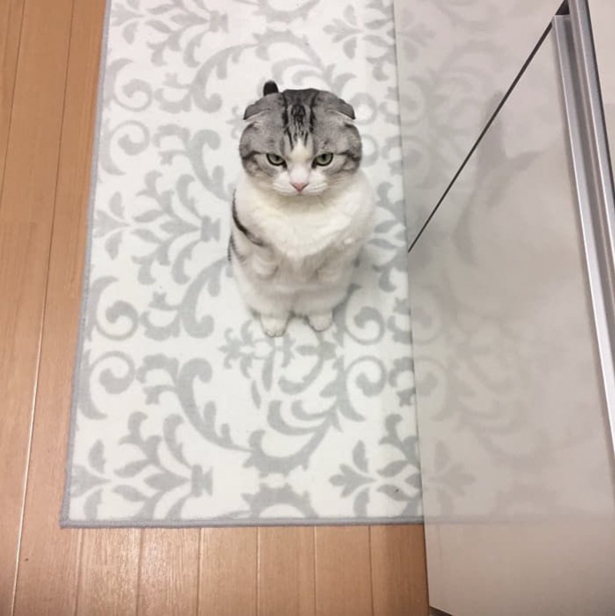 Gekikawa_Dbts's tweet photo. 抱っこしてくれなくて怒る猫 https://t.co/jgq2XPHEgm
