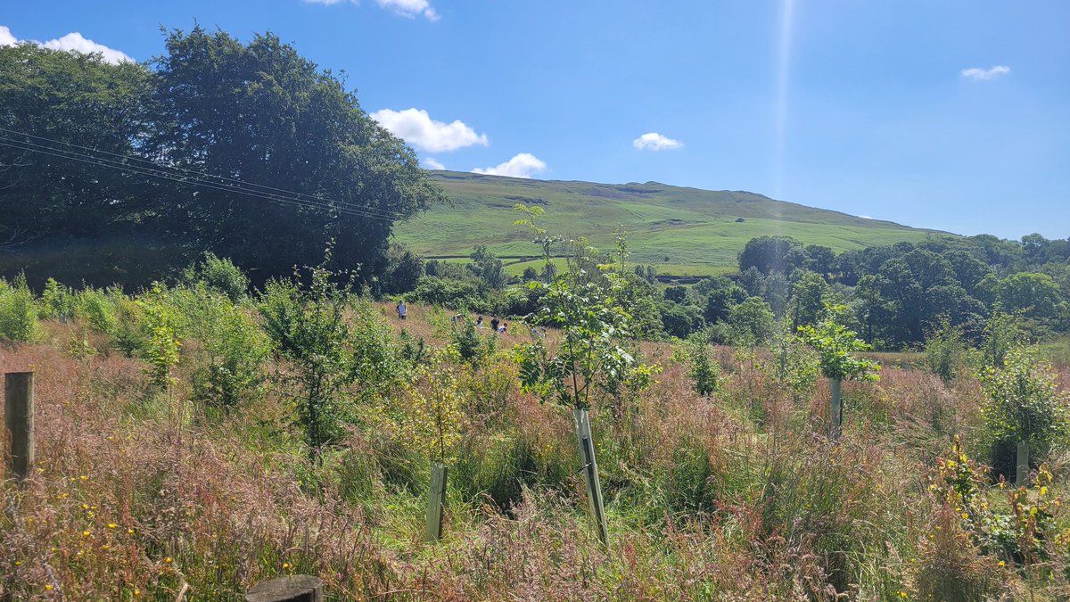 Its #challengeweek for <a href="/SedberghSchool/">Sedbergh School</a>  this week. Pupils take on physical endeavours and community projects to give a little back. Removing tree guards from young trees and trimming back the grass at the Children's Wood.