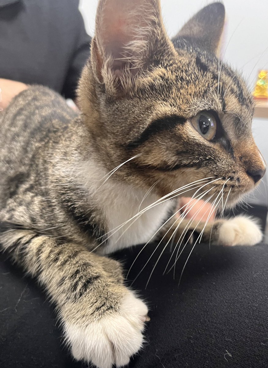 MilyCvenfold's tweet photo. Hello!! Encontramos un gatito en la ciudad y parece que tiene dueño.

Please RT para que sus dueños lo puedan encontrar🥹🩷 me escriben por aquí https://t.co/AUUGNgbQP2