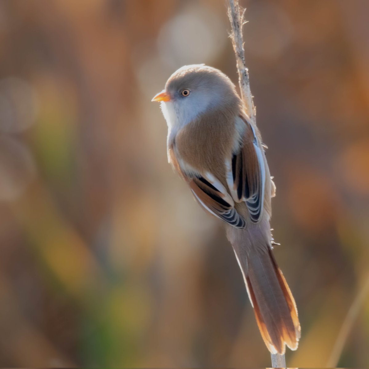 #HaftanınKuşu
Dişili, erkekli. 
Ters ışıklı :)