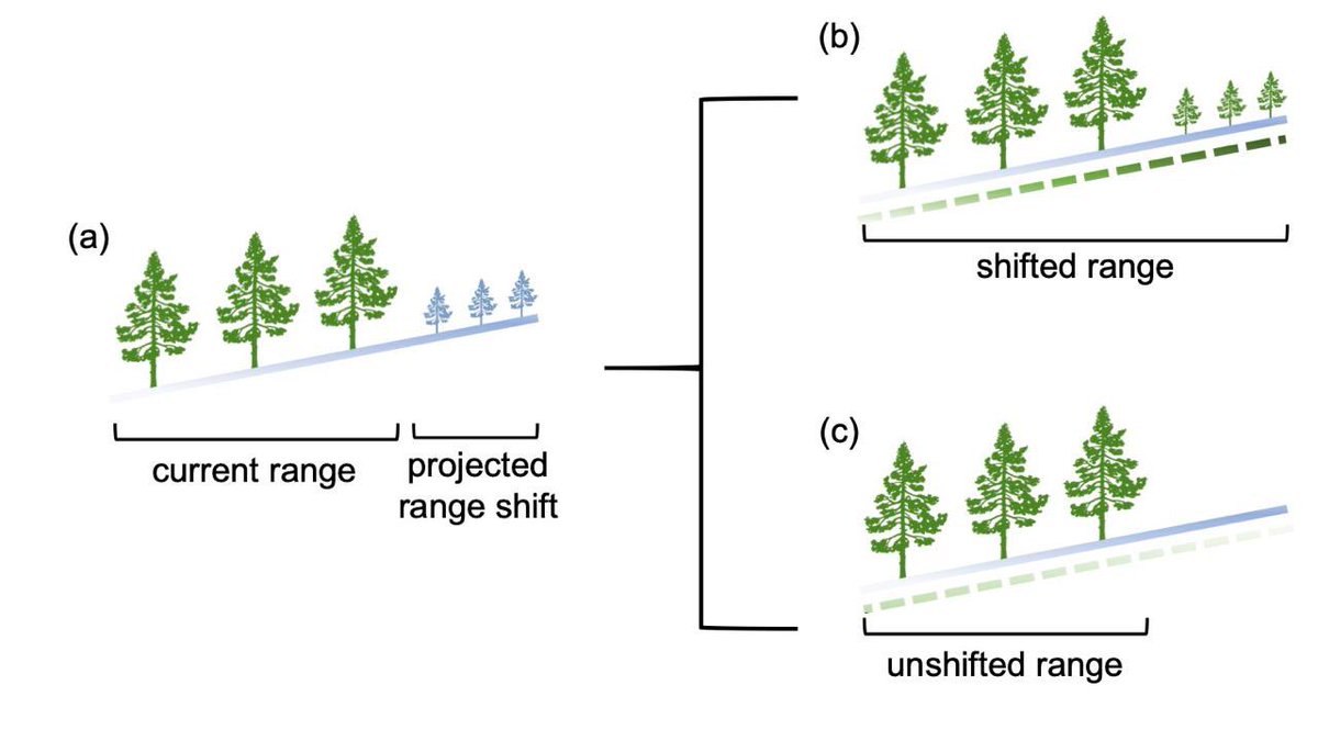 NIChardon's tweet image. What do microhabitat suitabilities above range edges tell us about potential species distribution shifts?! Huge thank you to @rangelimits @katie_gwin and others for this fun collaboration while a PostDoc at @UBCBiodiversity! doi.org/10.1111/ecog.0…