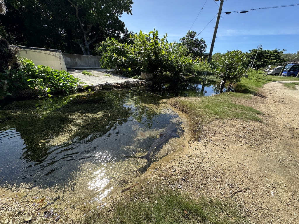 Makinoji's tweet image. 本当に水たまりみたいな池にサメがいた｡