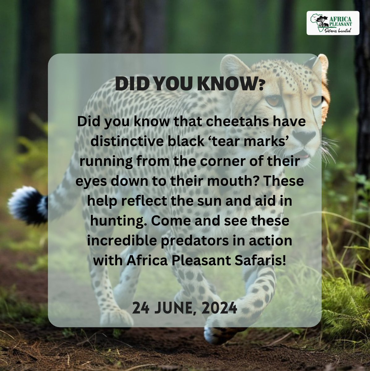 Wildlife Monday: The fastest land animal, the cheetah, can reach speeds up to 70 mph! 🐆