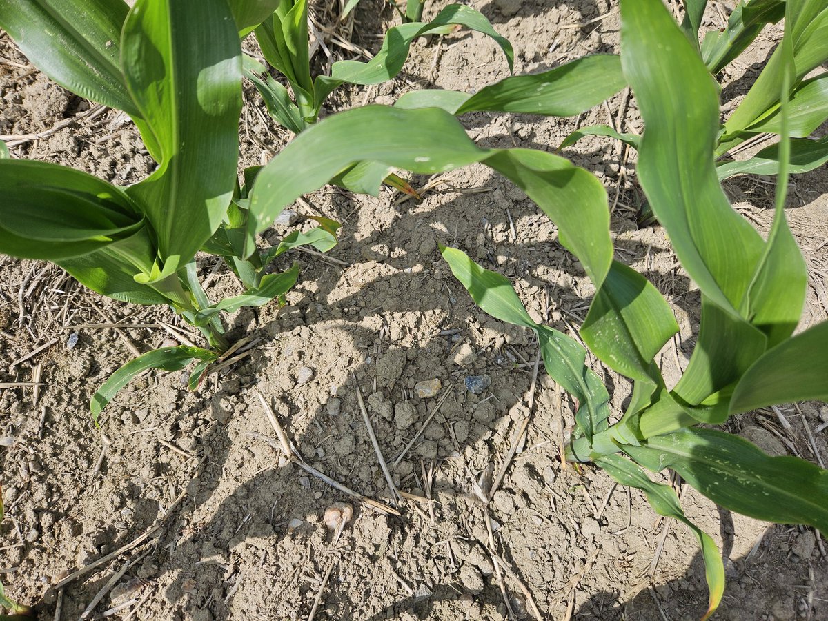 Lionel Mesnage tweet media