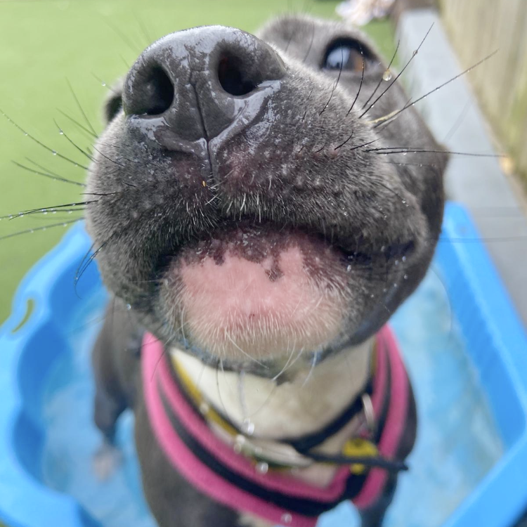DT_Leeds's tweet photo. Jenny has found the PAWfect way to keep her paws cool in the heat! 😆
Swipe 👈 for some good advice for keeping your pets safe as the temperatures go up 🥵 🌡
#Heatwave #RescueDog #Staffy #BlueStaffy #GoodAdvice #DogSafety #HotWeatherWarning #HotWeatherAdvice #Leeds @DogsTrust https://t.co/AtKZi9PmfS