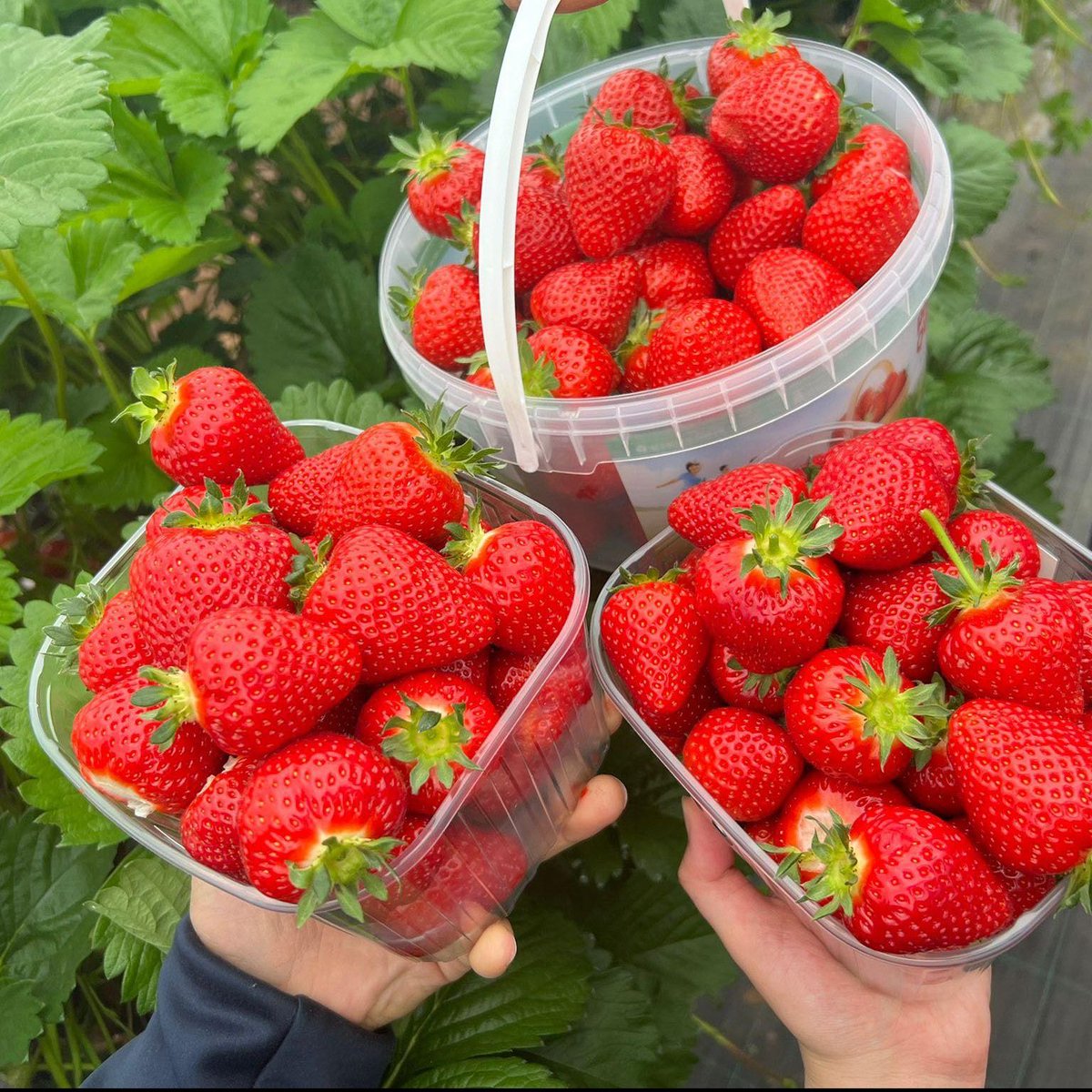 🌞 Phew! What a busy weekend, summer is finally here! 🍓 We still have plenty of strawberries and raspberries ready for you to pick this week.🍓 Remember from Monday to Friday, seniors (60+) enjoy FREE admission from 10:00 AM to 10:45 AM. Beat the heat and join us early! 🌞