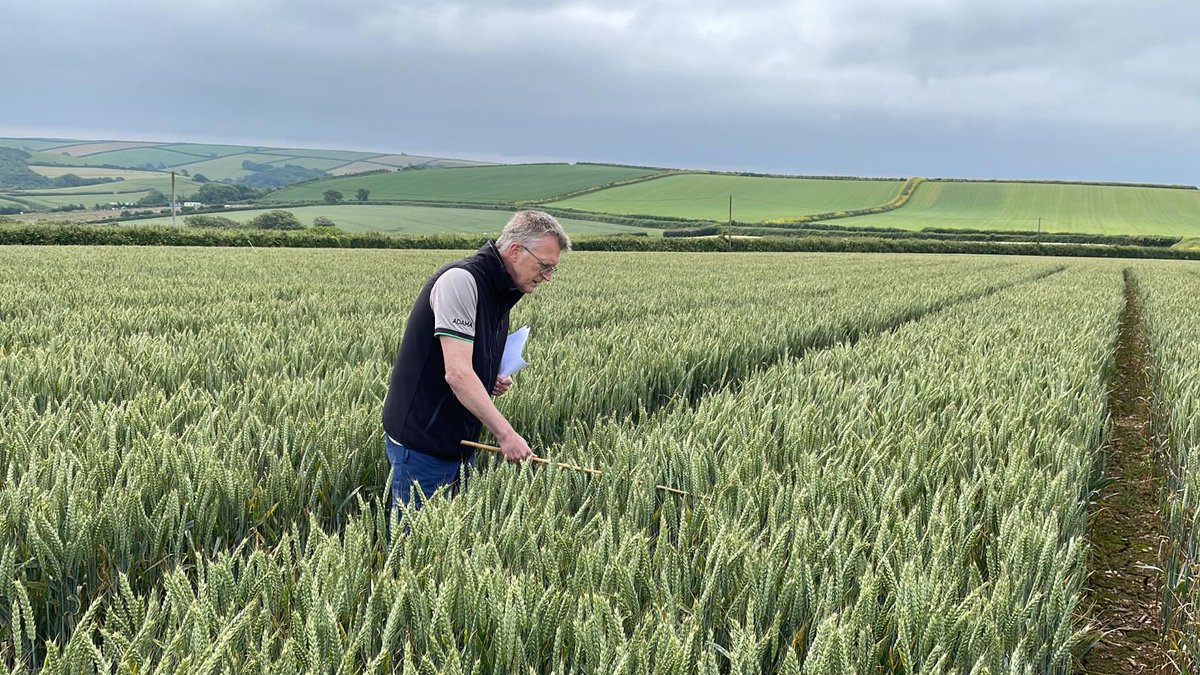 AdamaUK_'s tweet photo. 🌾#OutAndAbout in Devon with @andybailey_ and @michaelfarr700 looking at fungicide trials on #wheat - with plenty of septoria and brown rust. https://t.co/vYN3HHwSnW