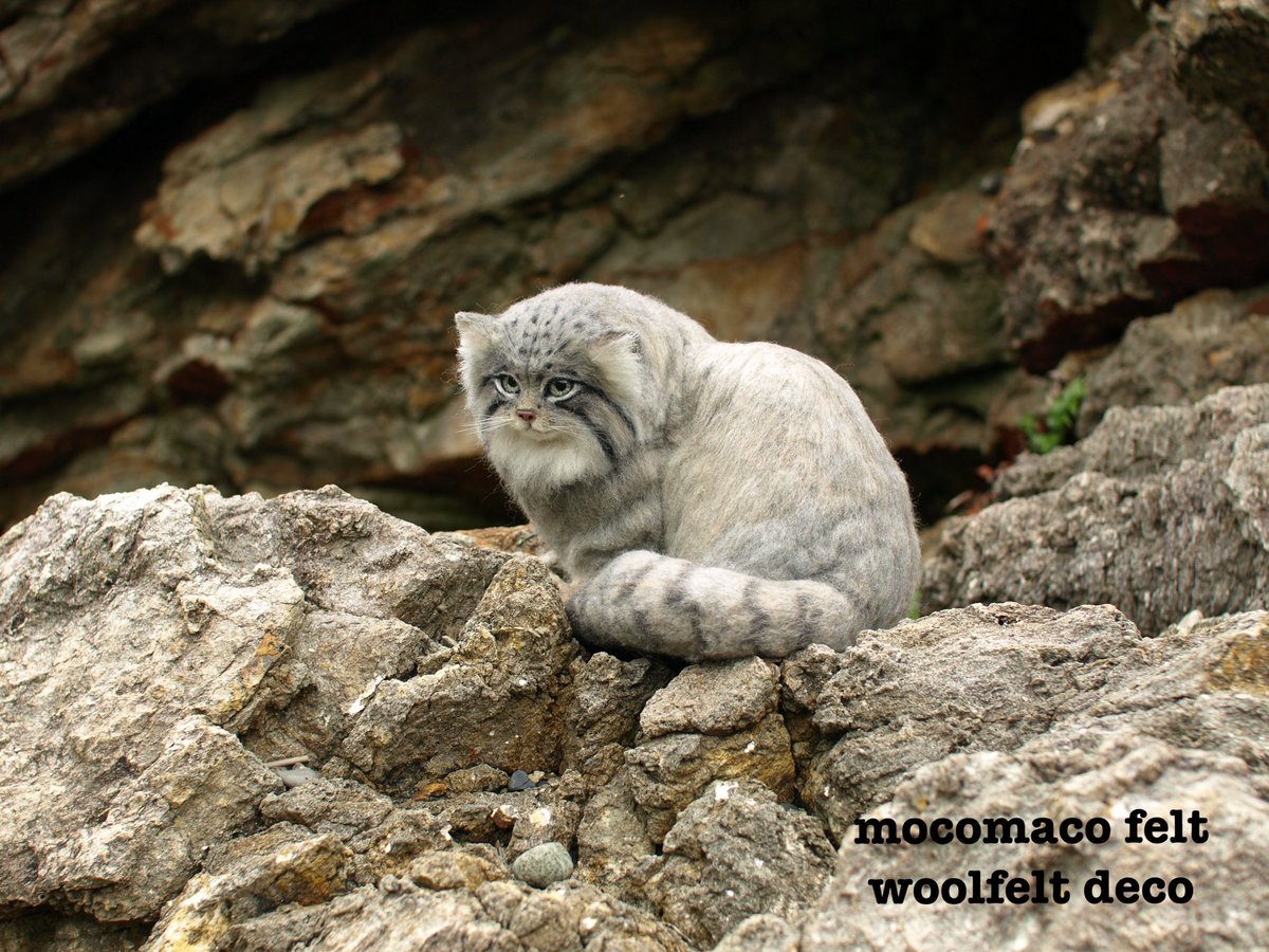 羊毛フェルトでマヌルネコを作ってみました😆実物を見たことがないので、これで良いのかなぁ〜😆#羊毛フェルト #羊毛 #マヌルネコ