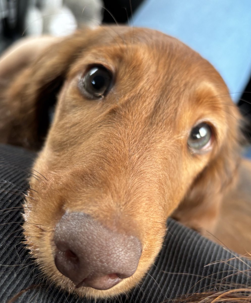 Entering my dog mom era - meet Geoff ❤️