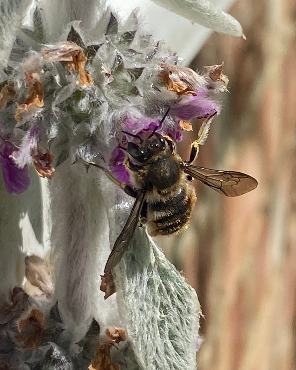 seed_ball's tweet image. The Wool Carder bees are back, and have made their choice, a fluffy Stachy byzantina or Lamb's ear, perfect for wool, nectar and pollen!