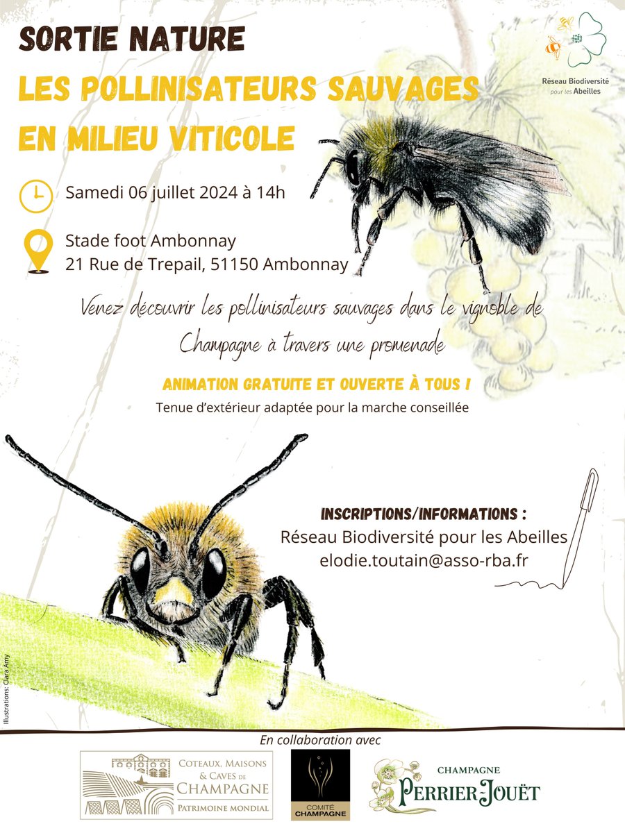 RBAbuzz's tweet photo. Venez nombreux découvrir les #pollinisateurs sauvages qui peuplent vos #paysages #viticoles samedi 6 juillet à Ambonnay (51150) 🍇🐝
Cette sortie est en collaboration avec : Coteaux, Maisons et Caves de Champagne, Comite Champagne (CIVC) et Champagne Perrier-Jouët
#sortienature https://t.co/m45DvbPaqJ