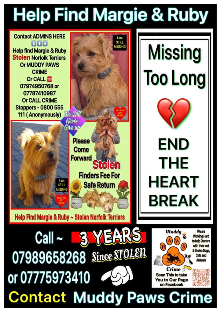 MariaBπΆπ Fergie, Tessa & Mr. Trebus πβ€οΈ (@maria_wildlife) on Twitter photo No recriminations. Please take <a href="/FindMargieruby/">Help find Margie and Ruby-Stolen Norfolk Terriers</a> to a vet and say you found them. SUBSTANTIAL REWARD. ππ No recriminations. Please take <a href="/FindMargieruby/">Help find Margie and Ruby-Stolen Norfolk Terriers</a> to a vet and say you found them. SUBSTANTIAL REWARD. ππ
