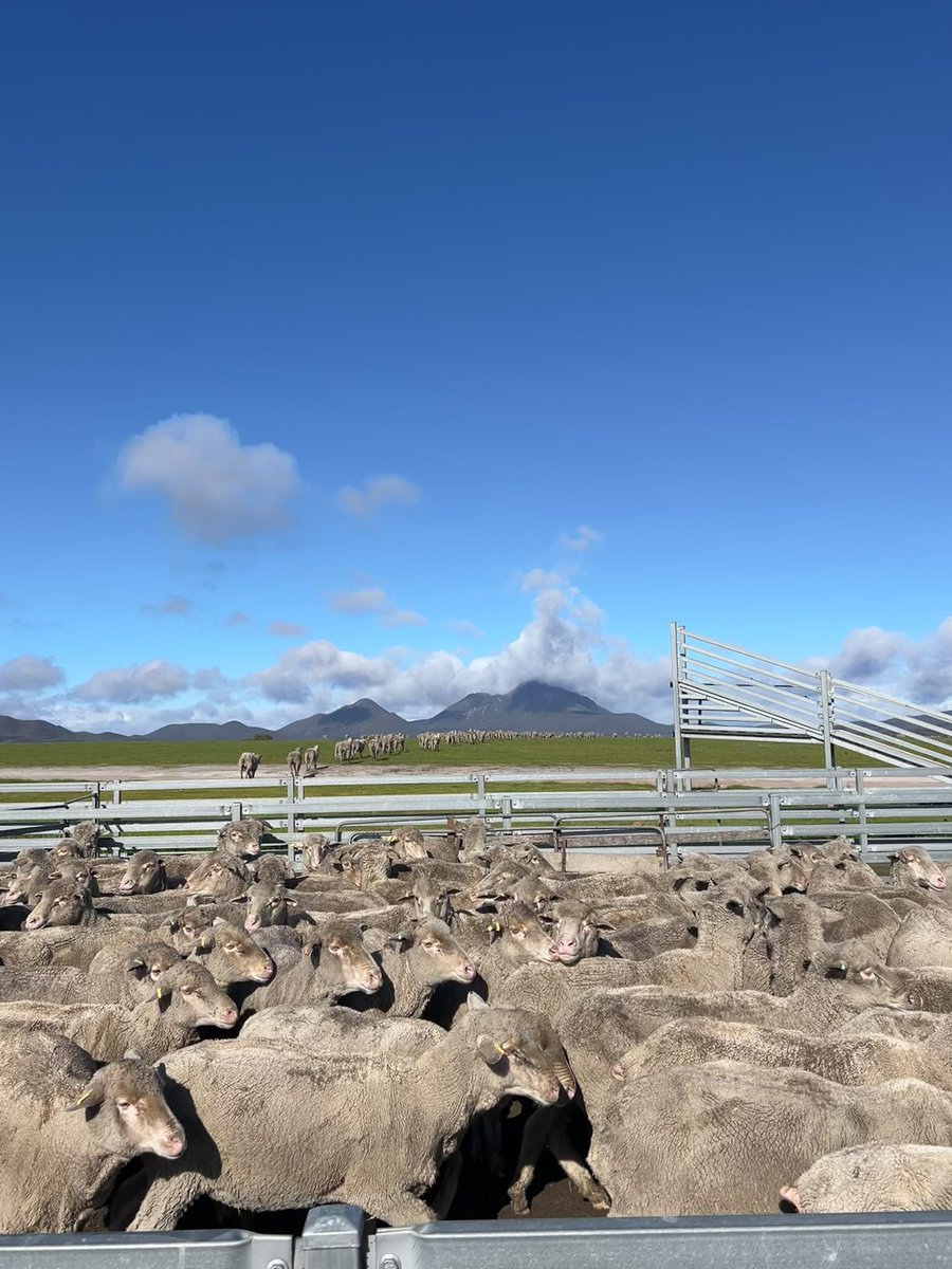 North Stirling Downs tweet media