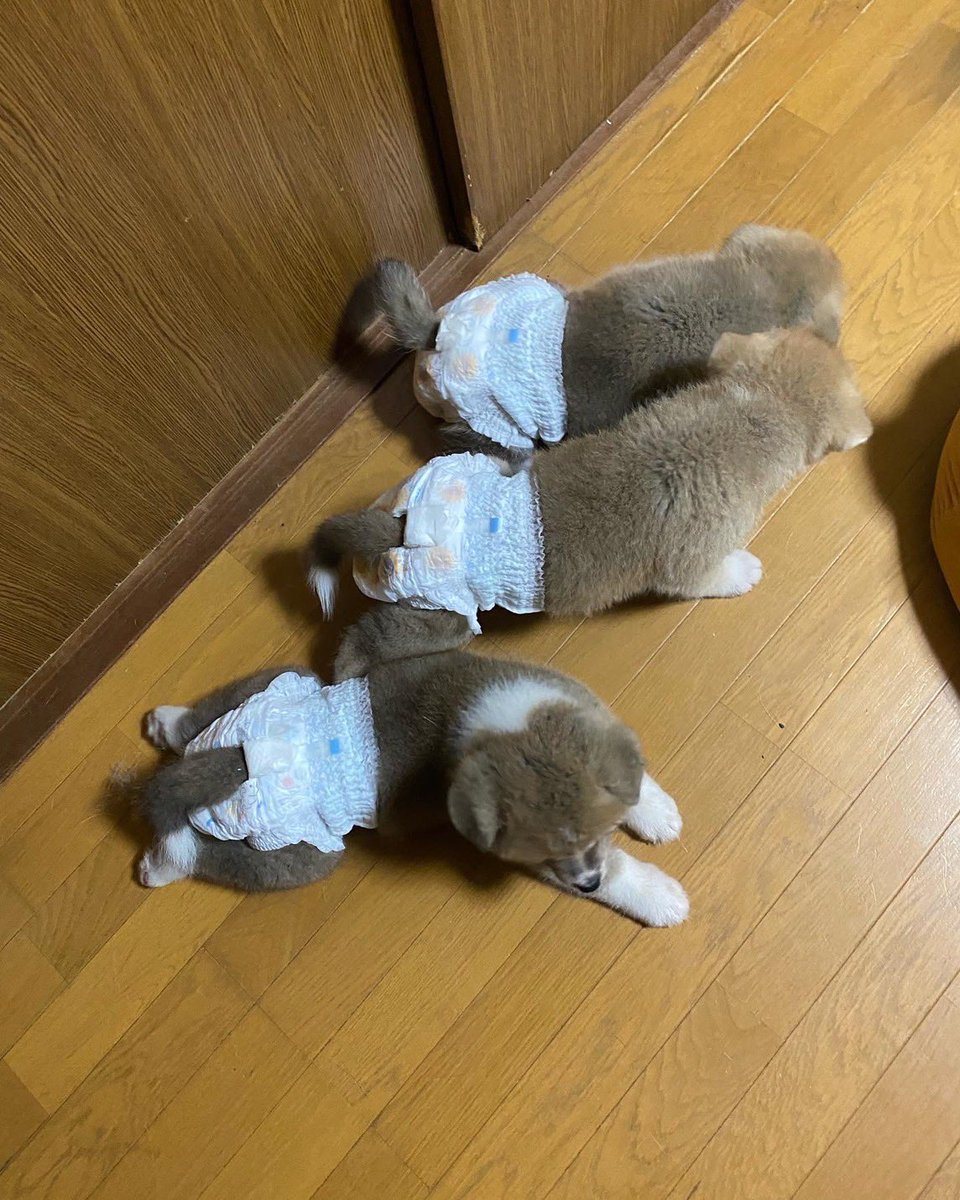 maynosuke111's tweet photo. #今日の風星🌟
 #2歳の誕生日🎂
風星 今日で2歳の秋田犬になりました😄 初めて風星を抱っこした時 何度も松阪へ会いに行った時 うちに連れて帰った時 実家へ連れていった時 いっぱいの思い出と共に そして沢山の皆様のいいねと共に またこれからも楽しく過ごせたらと思います🥰💝よろしくお願いします https://t.co/m66B5Swjx9