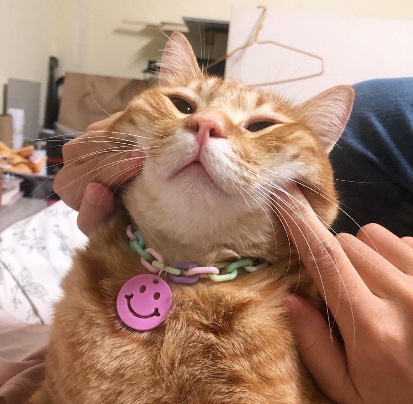 มีน้ำมีนวลพออย่าอ้วนเด้อ ตัวนี้ 8 โล