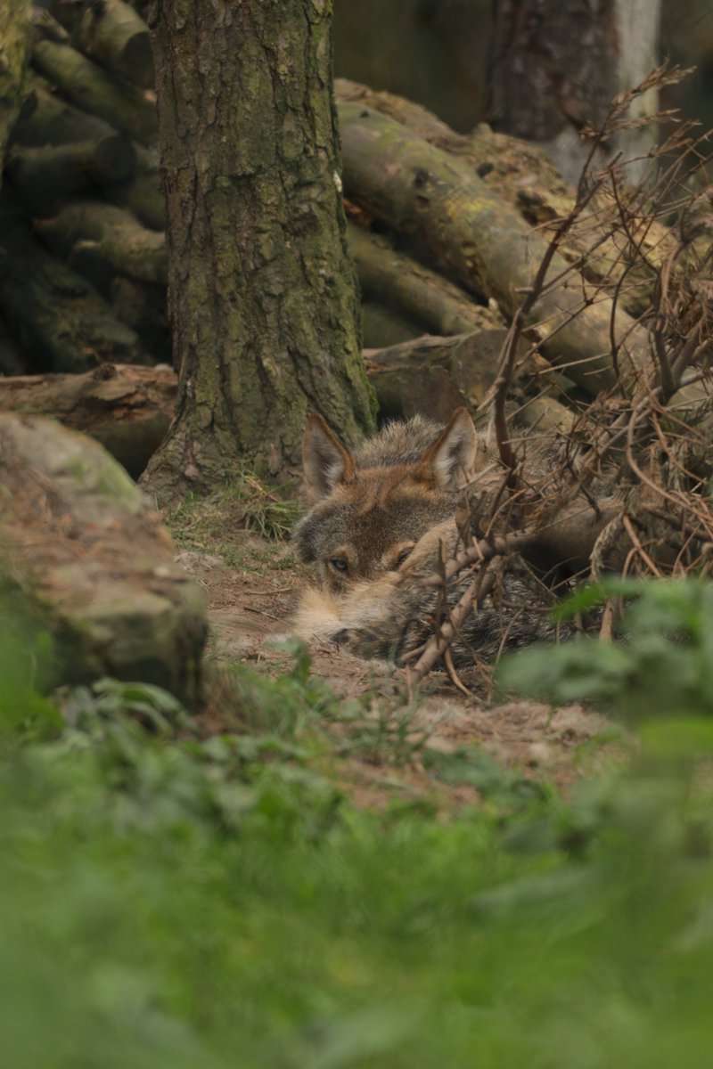 Ever get the feeling you're being watched? 👀🐺