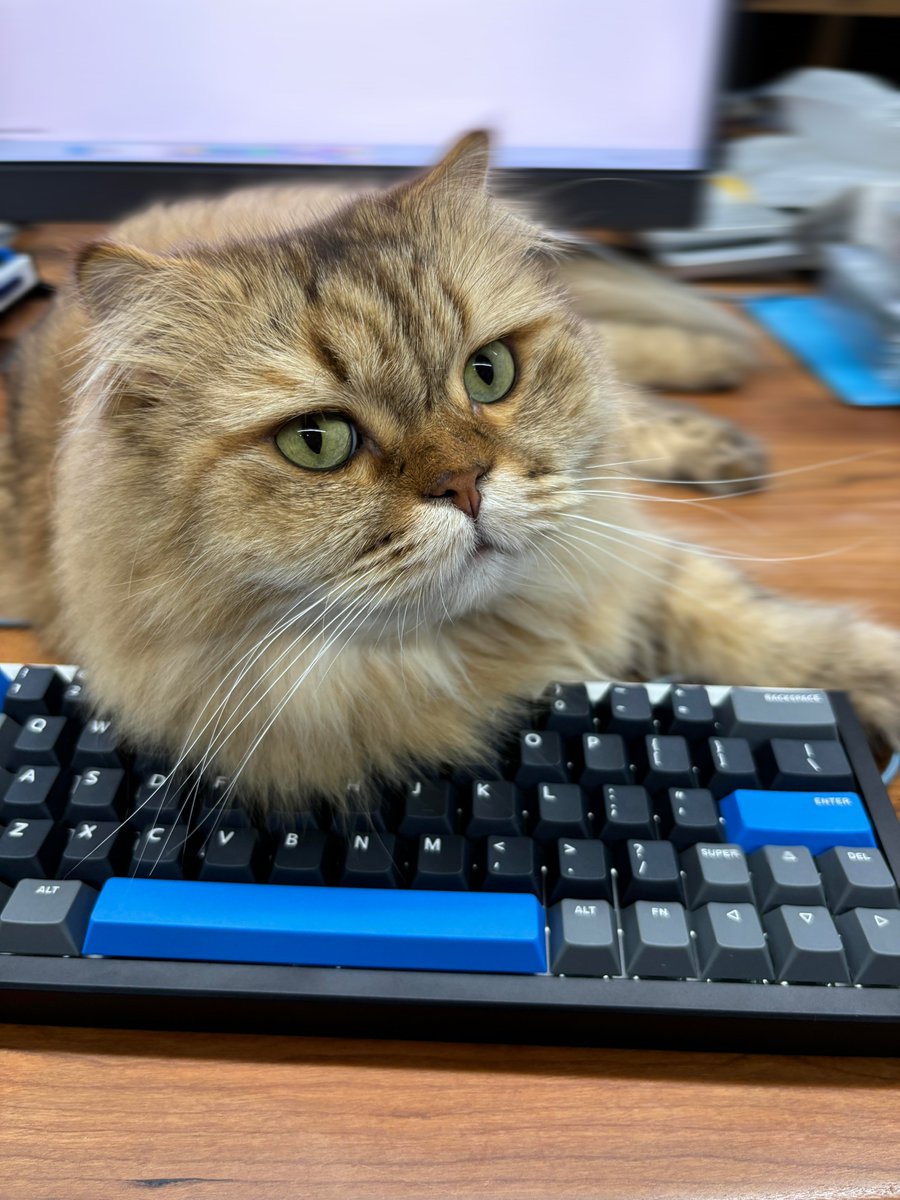 EZ63Keyboard's tweet photo. A little cutie is keeping me from working lol🤣—sorry for the late reply! https://t.co/hnU4IbTGWu