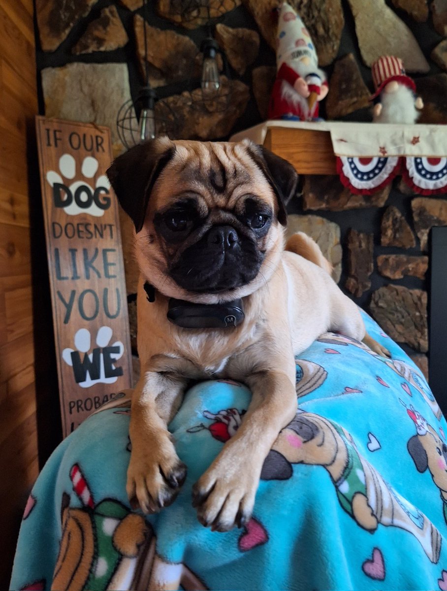 mommasboymushu's tweet photo. I WON, I WON!! I WON THE BATTLE FRIENDS! Dad makes me get down from my perch everytime I get up here☹️. HE FINALLY GAVE UP & LET ME STAY😆! Have a great week. #HappyMonday #MondayMotivation #DontGiveUp #KeepGoing #UCanDoIt #BeStrong #puglife #dogsoftwitter #dogsofx #pugoftwitter https://t.co/Tj4ZCYbm8z