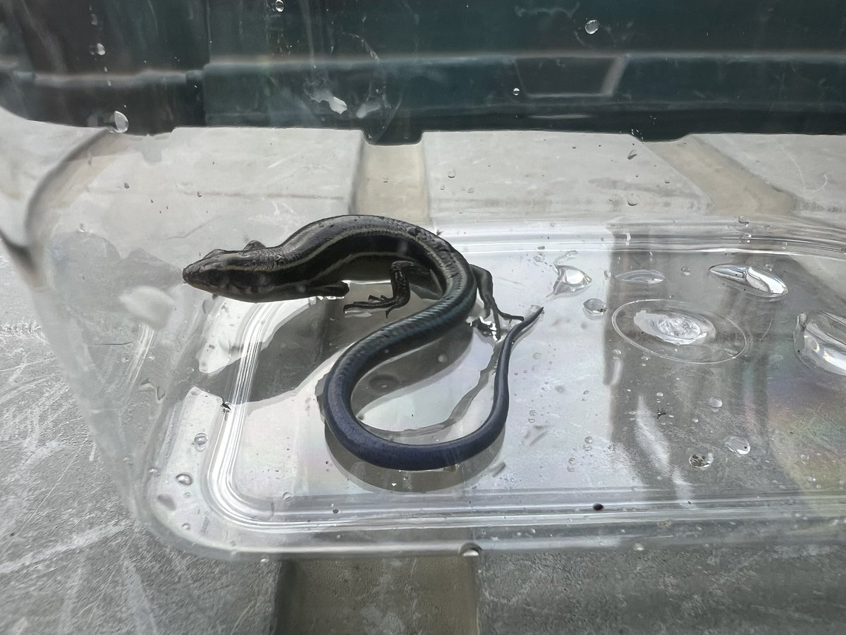 現場でにほんトカゲ捕まえた😍
かわいい😍😍
#にほんトカゲ
#ニホントカゲ
#エキゾチックアニマル