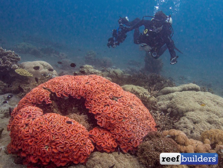 Reef Builders tweet media