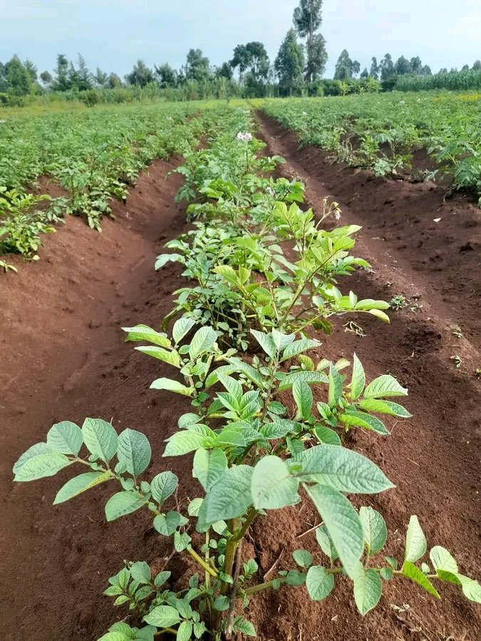 WorldlyHQ's tweet photo. AGRICULTURAL LAWS TO KNOW

1. Never target high seasons; high seasons come with their own challenges. Be a farmer, not a gambler.

2. Choose at least three main crops and a crop rotation plan. Switching from one crop to another is not directly in your pocket.

3. Plan your farm and always have crops at different stages of age to ensure a constant supply.

4. No crop is profitable in itself; just master the advantages and disadvantages of a particular crop.

5. Having a lot is not a guarantee for successful farming.

6. Have a spraying and manurering plan and stick to it.

7. Never follow the advice of agro-veterinarians and agrochemical sales agents. Most of them are salespeople, not agronomists.

8. Try as much as possible to reduce agricultural expenses without compromising the quality of products.

9. Never hold onto a product if it is perishable. Sell it at prevailing prices.

10. Never plant a new seed on a large scale before testing it, unless you have seen it somewhere.

11. Never entrust your million-dollar idea to a farm worker; make sure you are present during critical stages of crop development until commercialization.

12. Never employ a close family member to manage your farm; most of them will let you down.

13. If you are neighboring farmers, plant the same crop.

14. Never apply agricultural information you get online without consulting your agronomist.

15. Always have a farm plan.

16. Old is always good. Most old seed varieties and chemicals will never disappoint you.