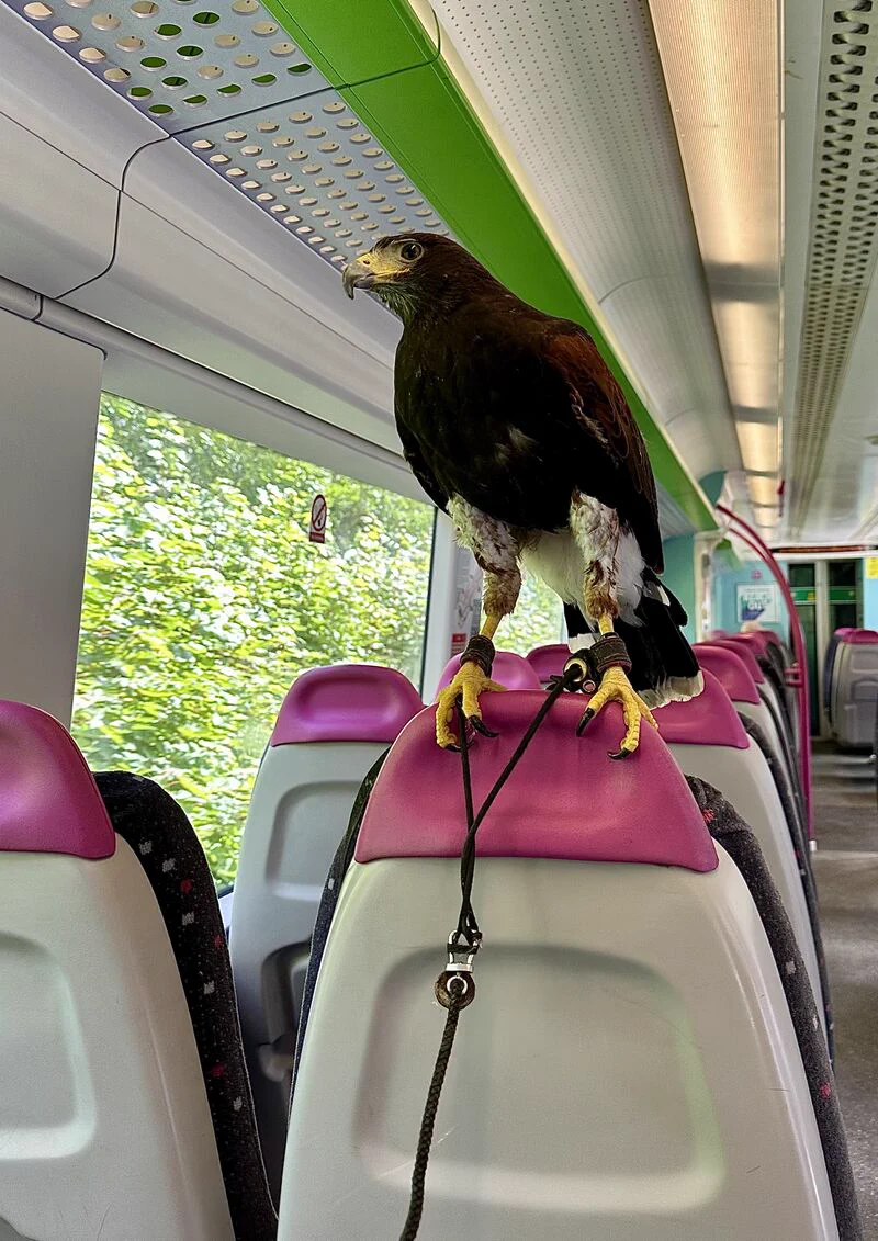 Bella the Harris Hawk sat on the top of a seat on a c2c train.