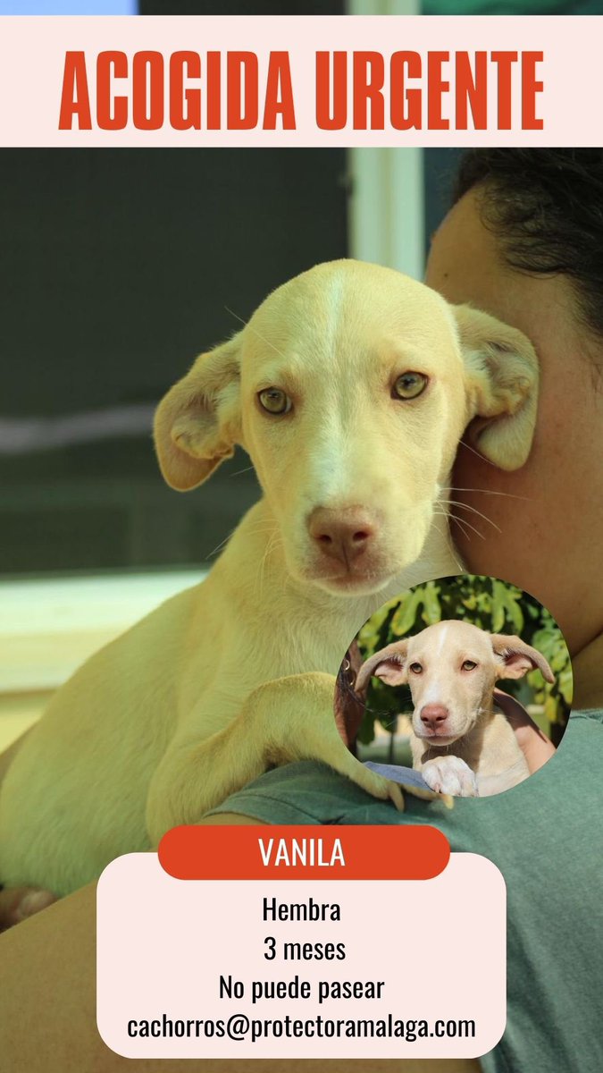 Vanila lleva ya bastantes días en una jaula, es una bebé preciosa y buenísima, necesita acogida urgente hasta que encuentre una familia para siempre. No permitamos que siga creciendo en una jaula🙏🏽🙏🏽

✉️: cachorros@protectoramalaga.com