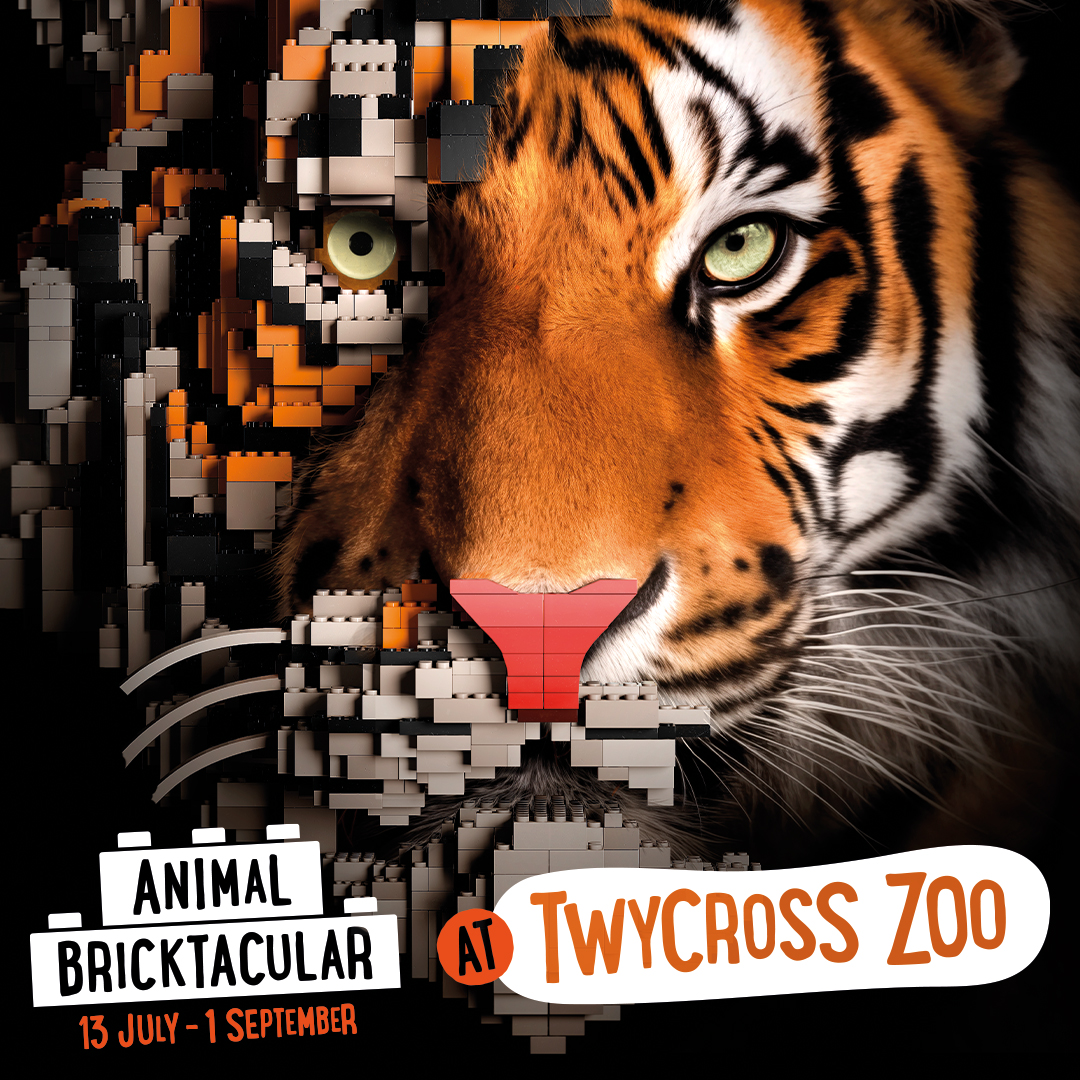 Experience the wild like never before as the ANIMAL BRICKTACULAR takes over Twycross Zoo this summer 🤯🐯🧱

Discover 40 life-size sculptures, crafted from over 2 million bricks, and so much MORE!

📆 13/07/24
🎟️ Pay for a day, visit FREE for 12 months 👉 bit.ly/TwycrossZoo-An…