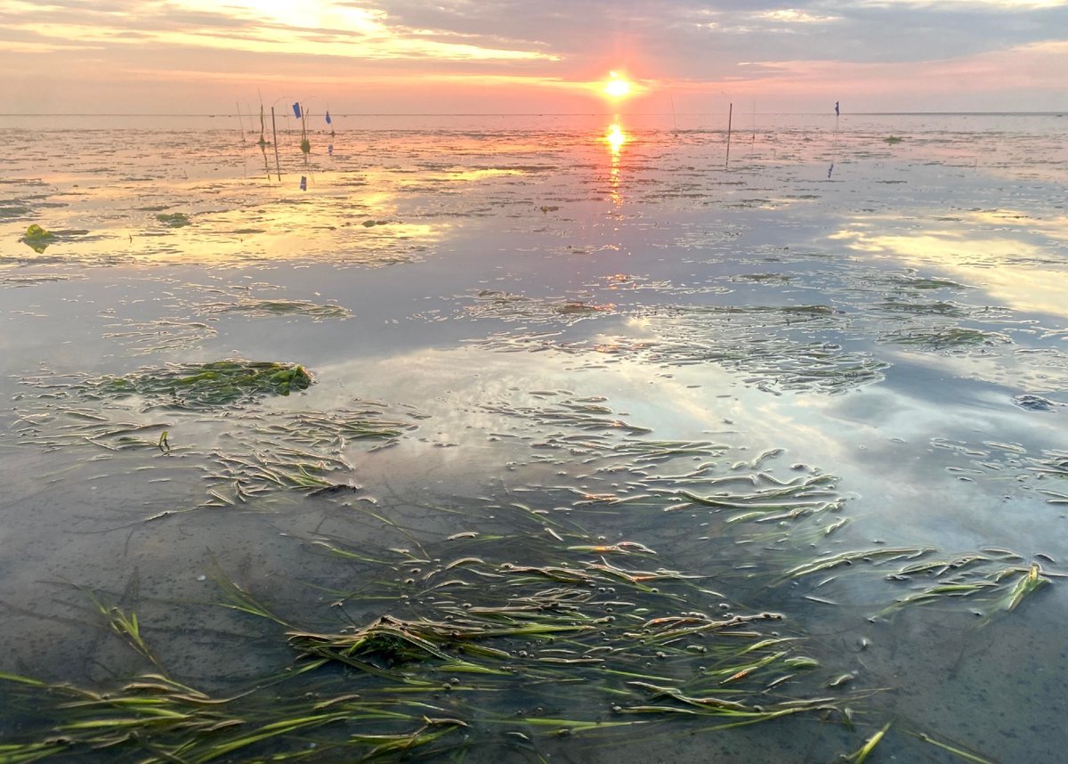 ScienceLinX's tweet photo. Ooit strekten zeegrasvelden zich kilometers ver uit in de Nederlandse #Waddenzee. Nu zijn ze bijna volledig verdwenen. Ecologen van de @univgroningen werken aan de terugkeer van #zeegras.🌿
Benieuwd? Lees meer➡️https://t.co/3Piy8Kox6v
#klimaat #natuur #sciencelinx📷: Laura Govers https://t.co/7ijtZ5EvuW