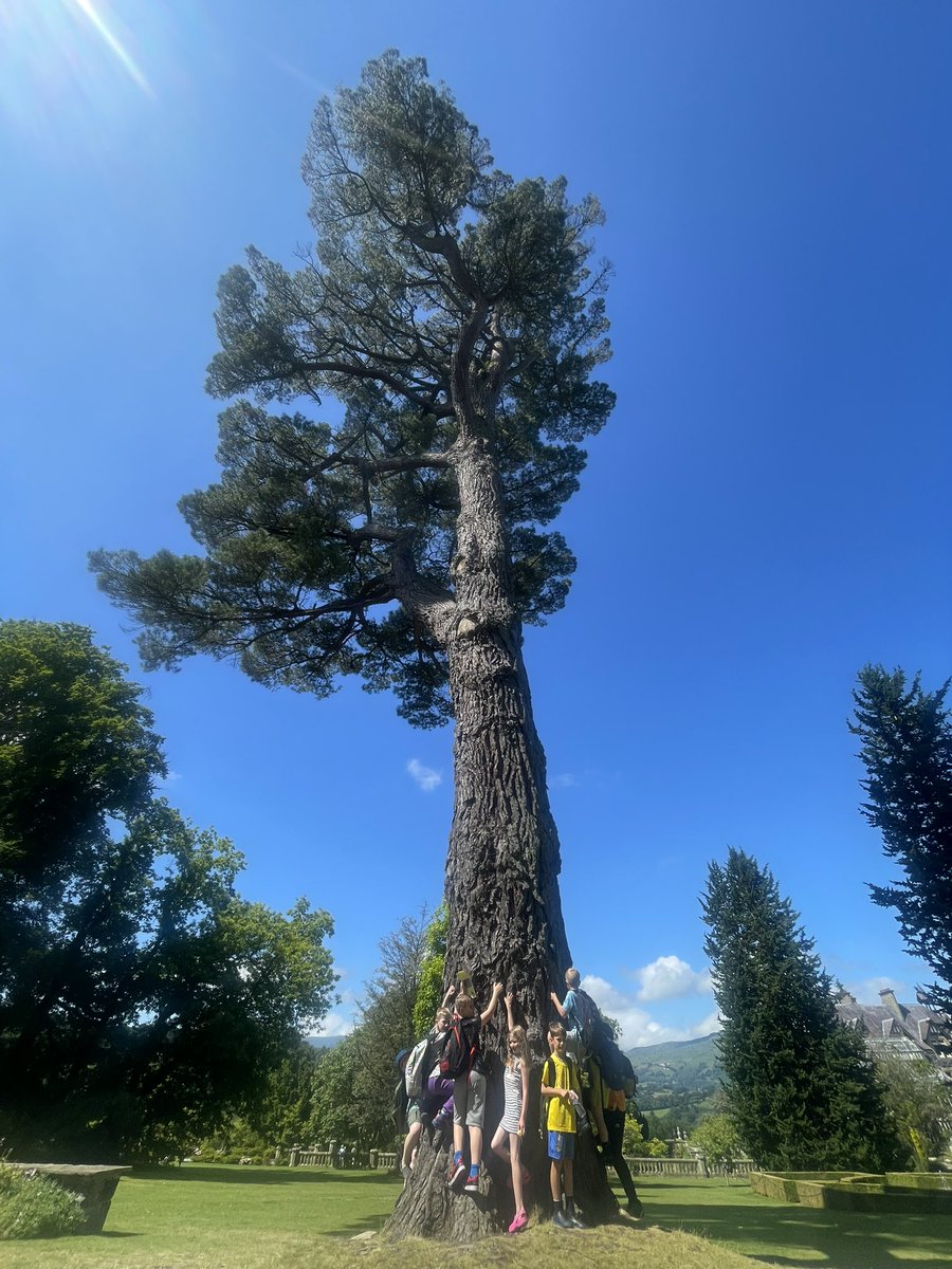 DeePointOak tweet media