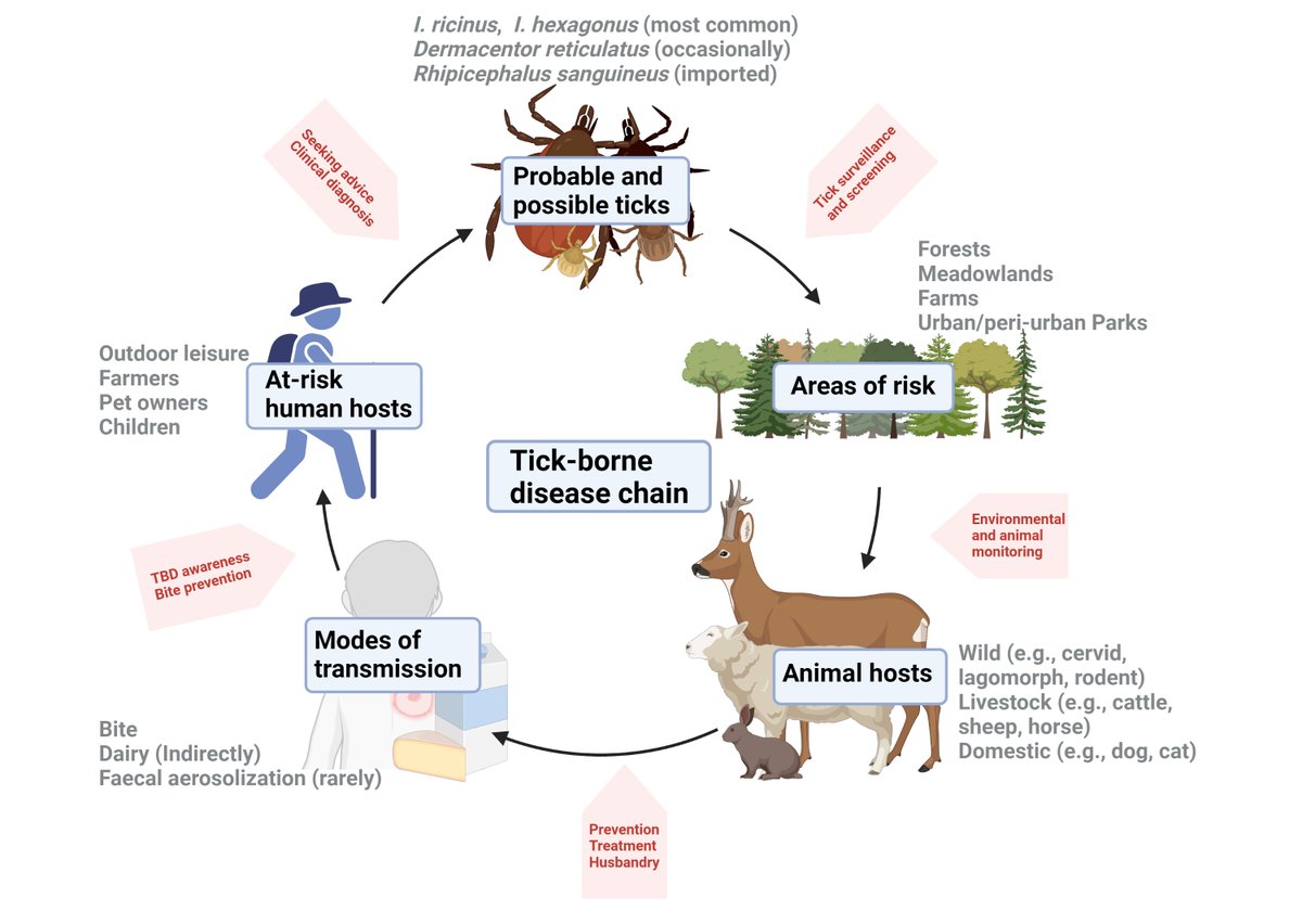 Tick Talk (@ticktalk_qub) on Twitter photo My PhD takes a #OneHealth look at ticks and tick-borne diseases in Northern Ireland. By recognising the interconnection between people, animals, and their shared environment, we can use comprehensive techniques to tackle the problem.
#TweetYourThesis <a href="/qubgradschool/">The Graduate School</a> My PhD takes a #OneHealth look at ticks and tick-borne diseases in Northern Ireland. By recognising the interconnection between people, animals, and their shared environment, we can use comprehensive techniques to tackle the problem.
#TweetYourThesis <a href="/qubgradschool/">The Graduate School</a>