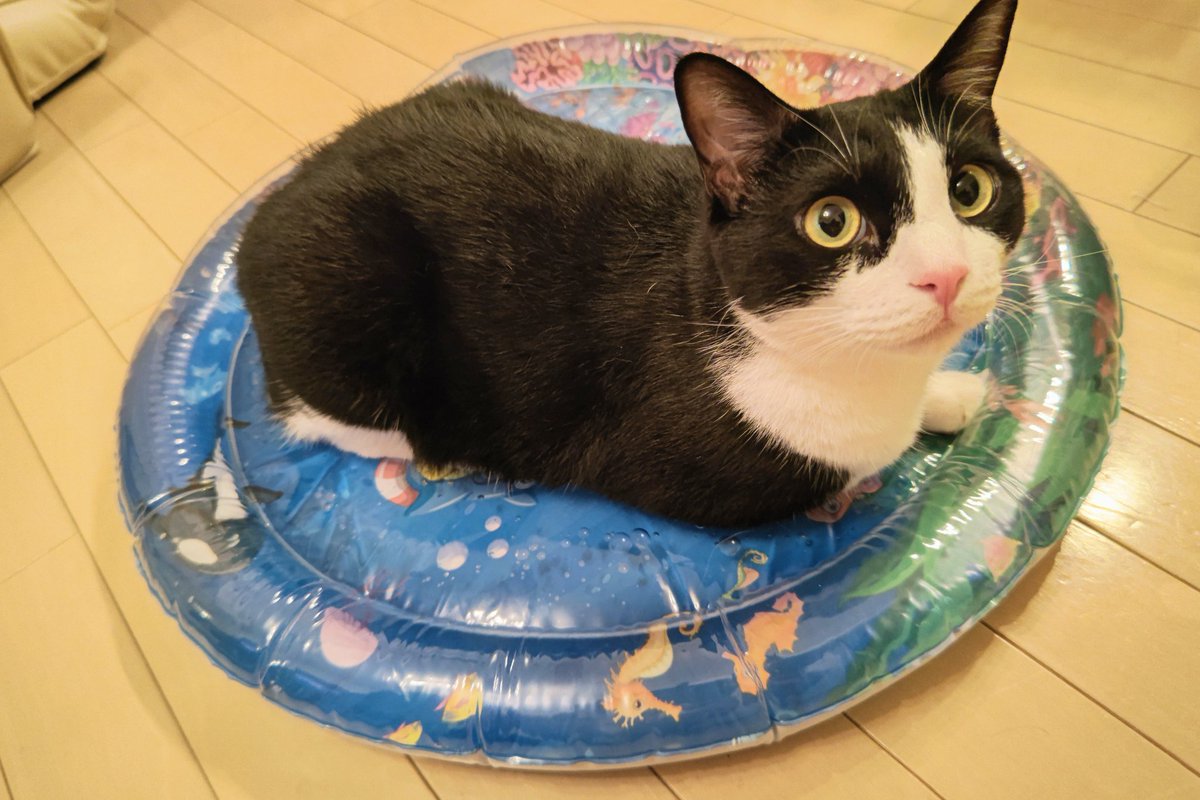 ん 🐾 tweet media