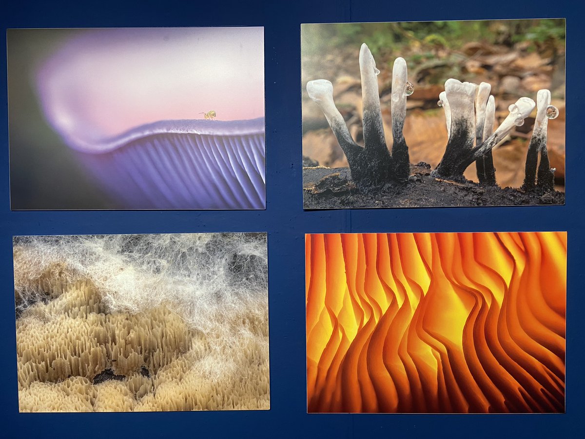 Discover the wonderful world of Fungi at West Bridgford Library! 🍄

Photographer <a href="/alexhydephoto/">Alex Hyde</a> has visited local sites including <a href="/RSPBSherwood/">Sherwood Forest</a>, Maun Valley and Spa Ponds to capture the beauty of fungi - on exhibition until 30th July 📅

Find out more: bit.ly/3XEcMIW