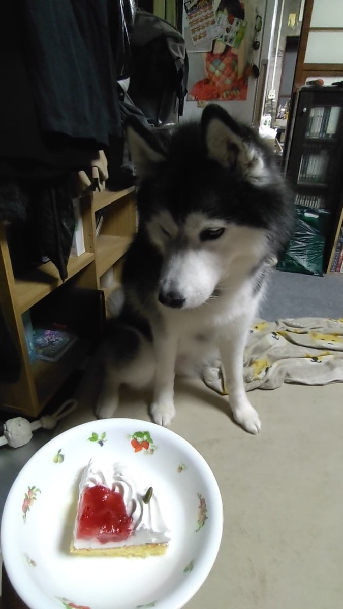 Fate_0624_'s tweet photo. フェイト誕生日おめでとう！
6歳になったよ！はやい！
 #シベリアンハスキー
 #誕生日
 #犬のいる暮らし https://t.co/DGvhL4OhBF