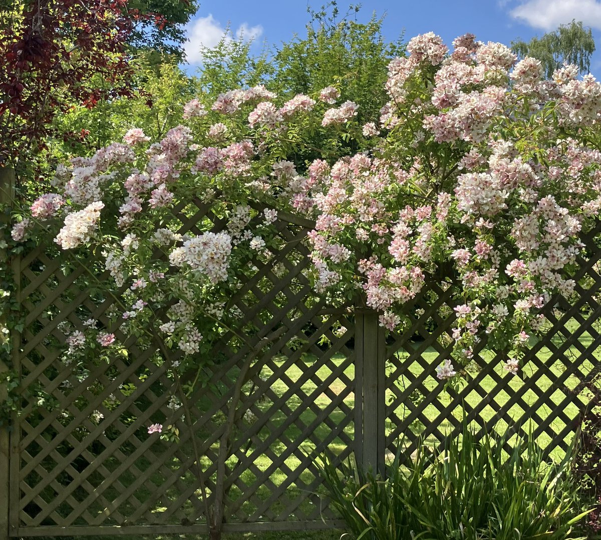 Red_Tabby 😻🐴🎾 tweet media