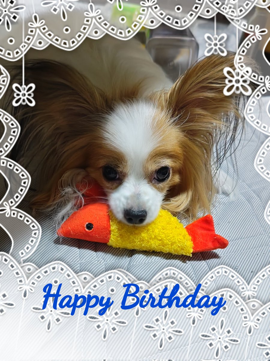 chaco___maki's tweet photo. イッヌお誕生日おめでとう

産まれてきてくれてありがとう
出会ってくれてありがとう

#パピヨン https://t.co/gUg1E5dToH